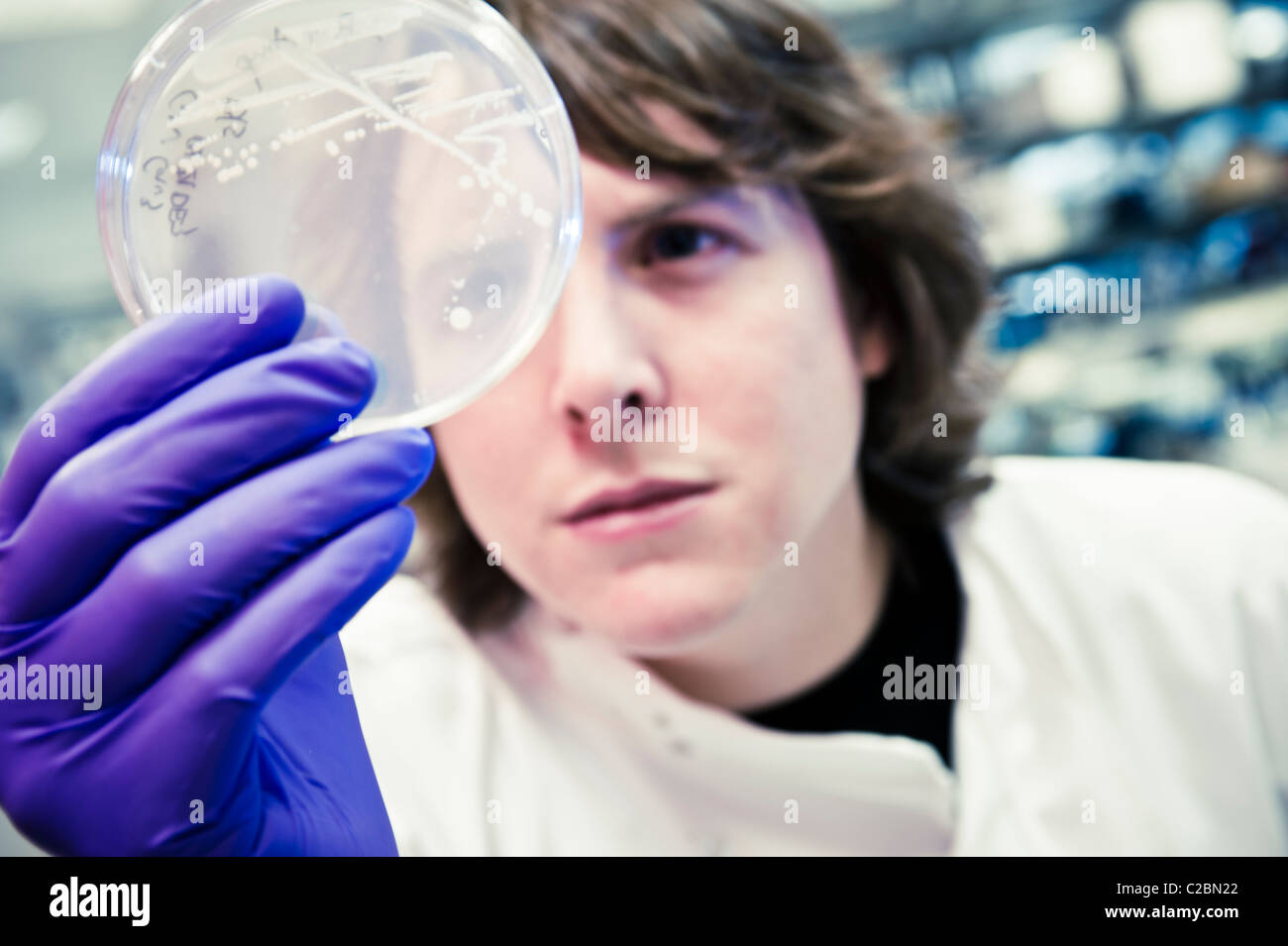 Junge männliche Wissenschaftler eng mit Blick auf Zellkultur in Petrischale tragen lila Latex-Handschuhe und weißen Laborkittel im Science-lab Stockfoto