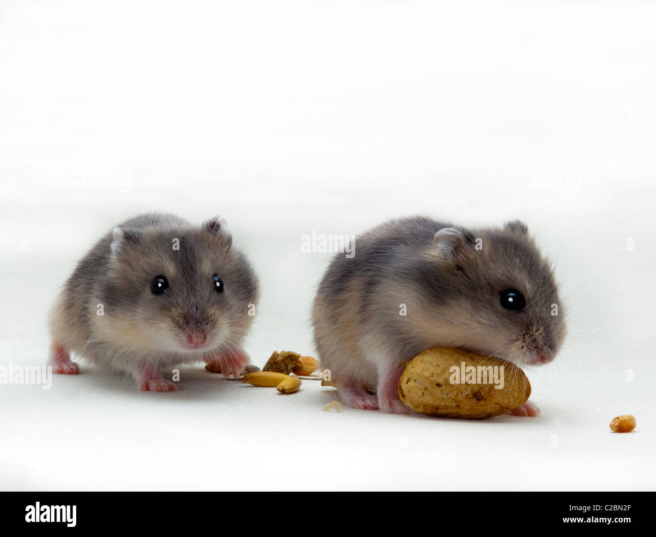 sprechende Zwerg Hamster auf weiß Stockfoto