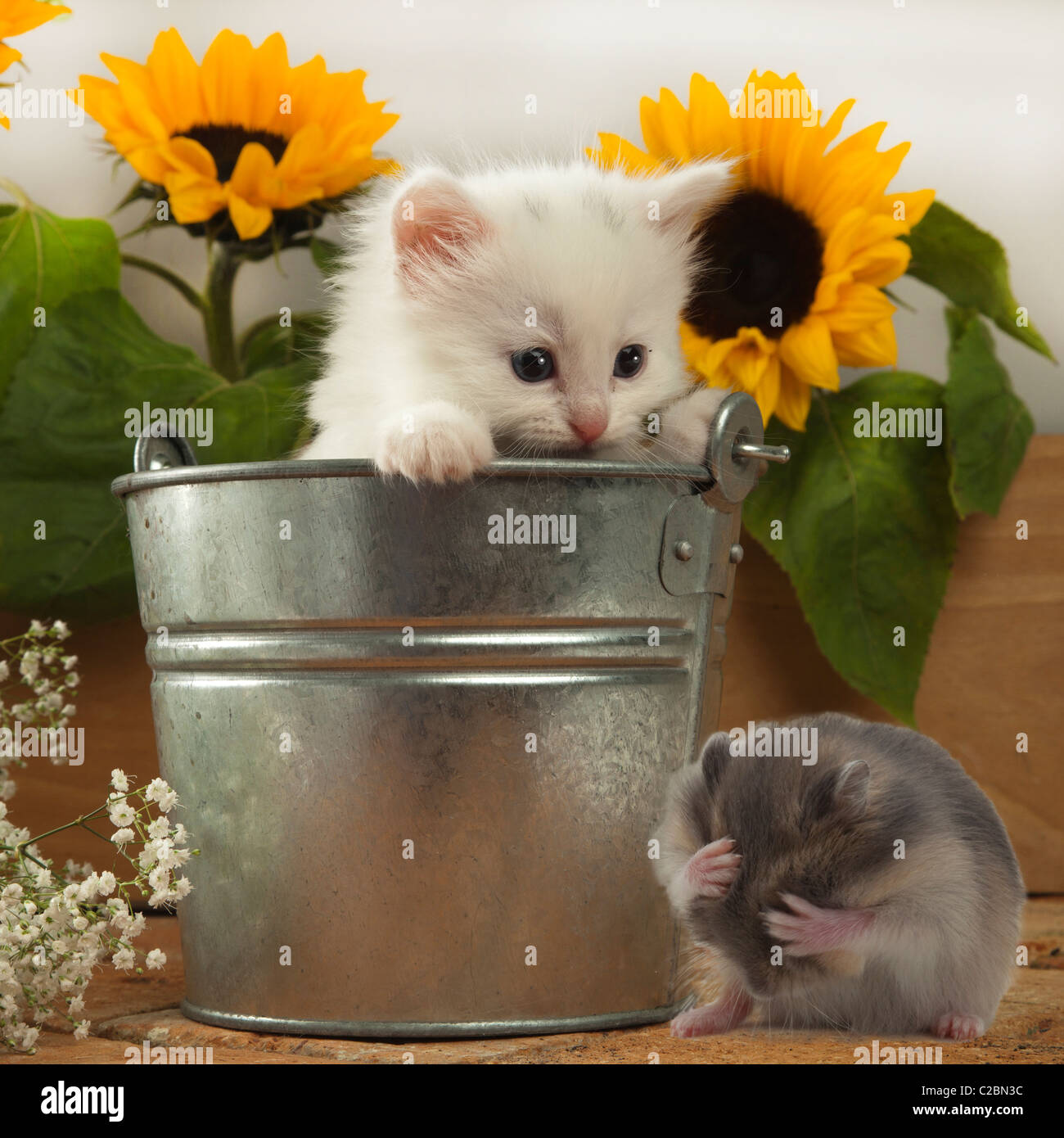 weiße Kätzchen in Eimer mit lustige hamster Stockfoto