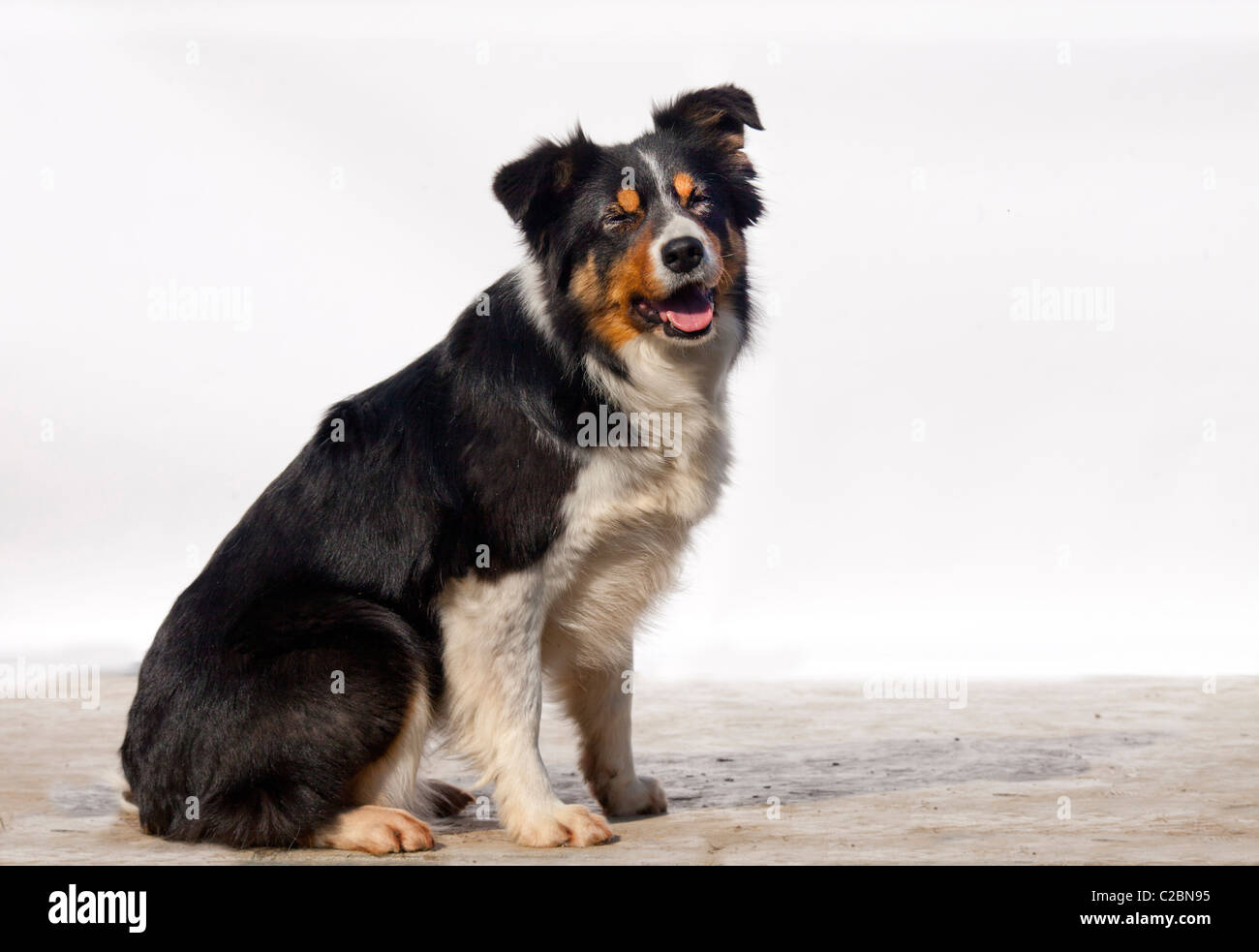 BORDER-COLLIE Stockfoto