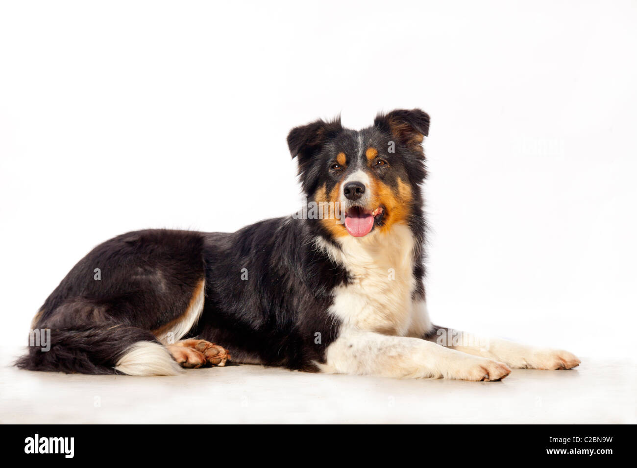 BORDER-COLLIE Stockfoto