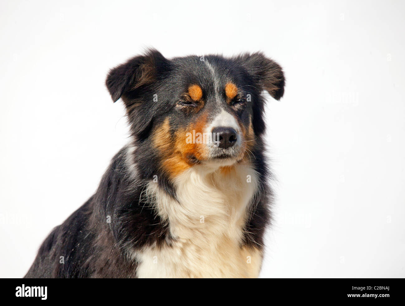 BORDER-COLLIE Stockfoto