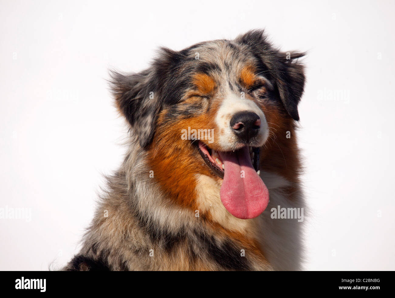 AUSTRALIAN SHEPARD Stockfoto