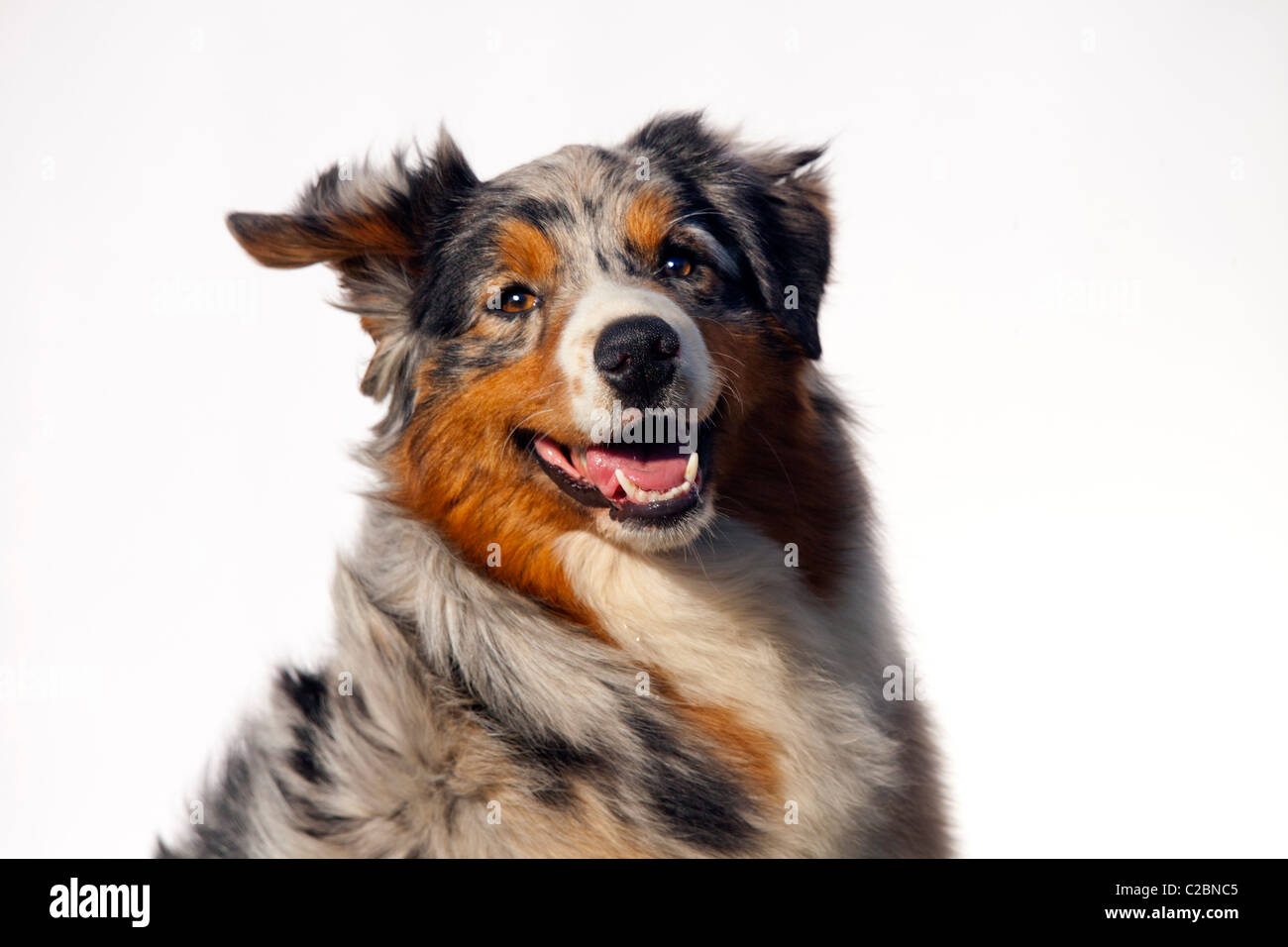AUSTRALIAN SHEPERD Stockfoto