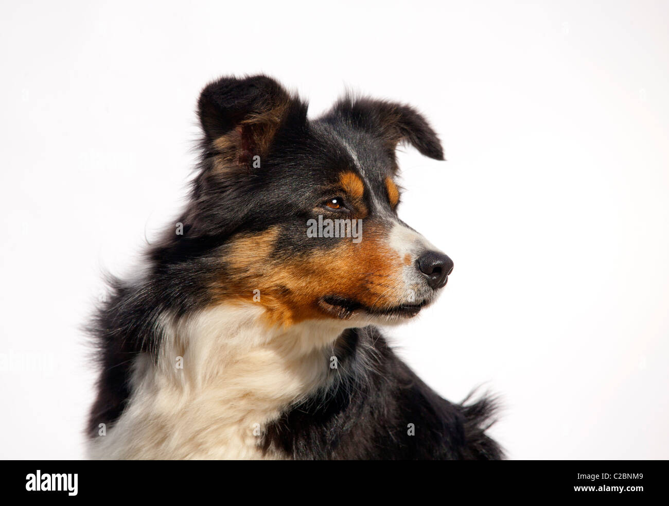 BORDER-COLLIE Stockfoto