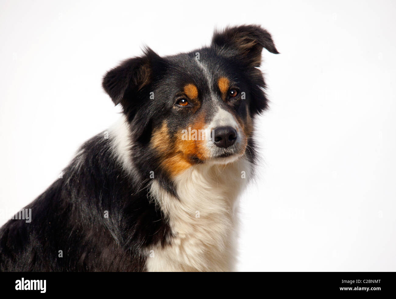 BORDER-COLLIE Stockfoto