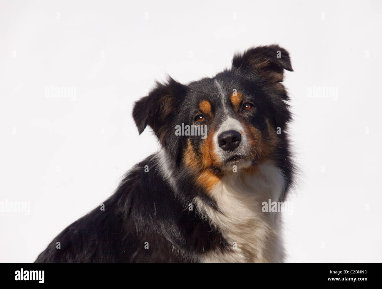 BORDER-COLLIE Stockfoto