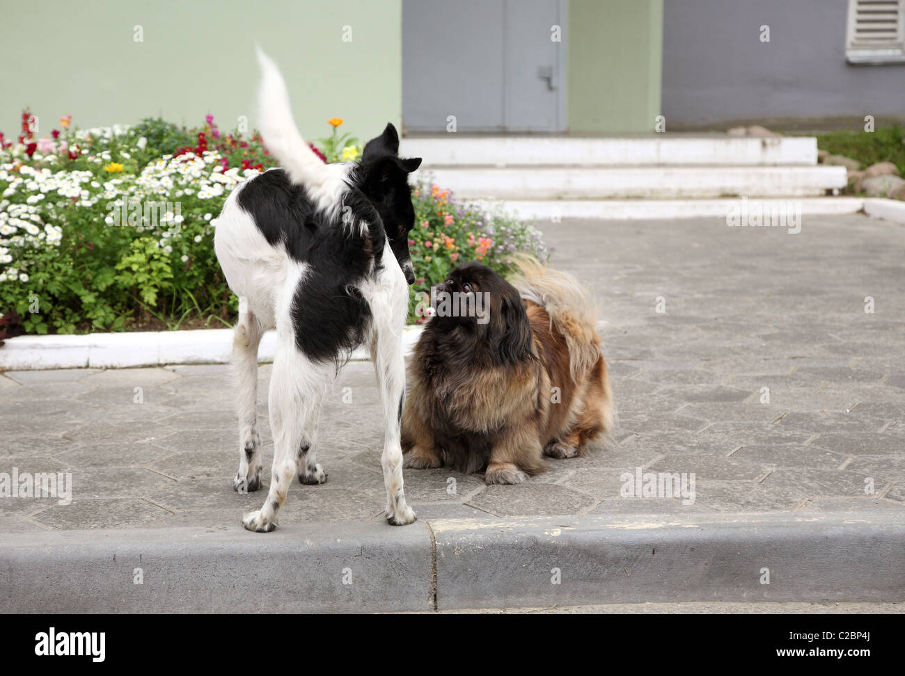 Zwei Hunde schnüffeln einander Stockfoto