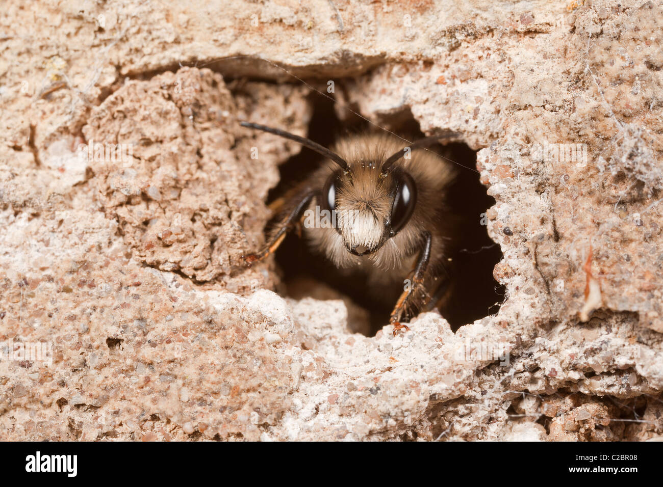 Eine männliche roten Mauerbiene - Osmia Rufa - Blick aus seiner Höhle in einer Steinmauer Stockfoto