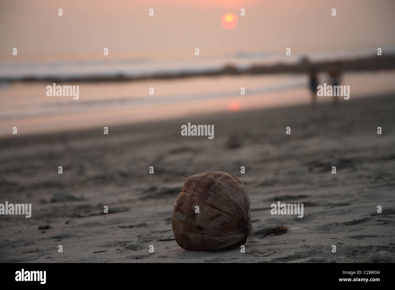 Kokosnuss am Ufer auf den Strand und den Sonnenuntergang. Stockfoto