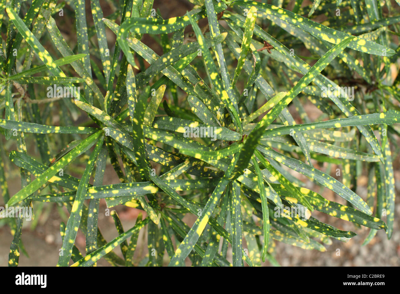 Tropische, grünes Blatt mit gelben Flecken. Stockfoto