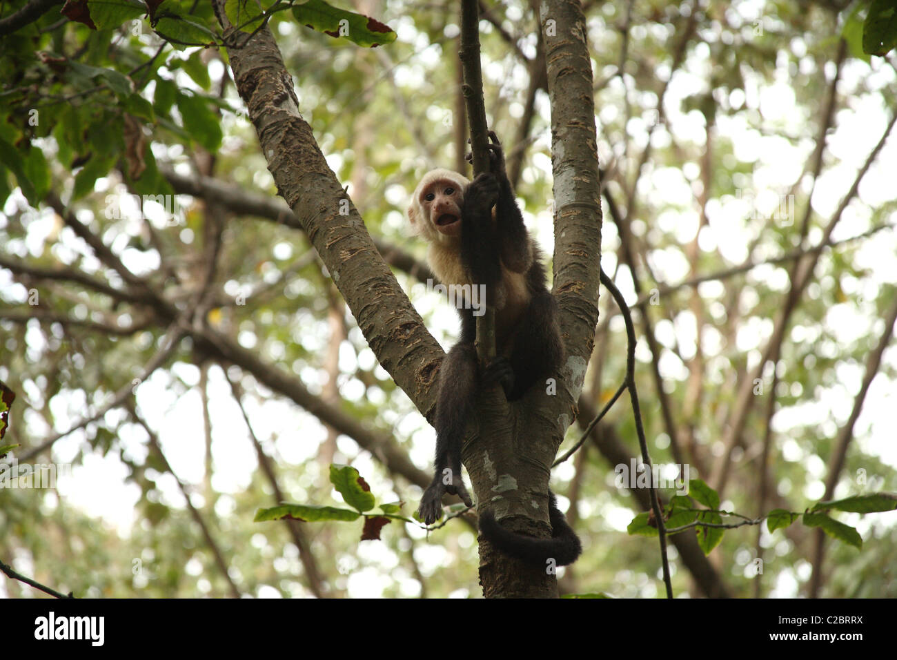 White-faced Capuchin Affen in die Kamera schaut. Stockfoto