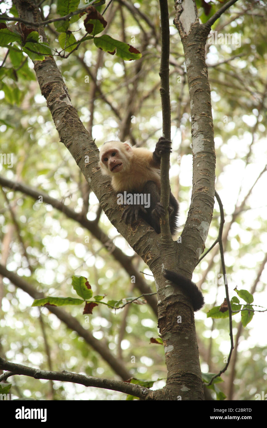 White-faced Capuchin Affe sitzt in einem Baum. Stockfoto
