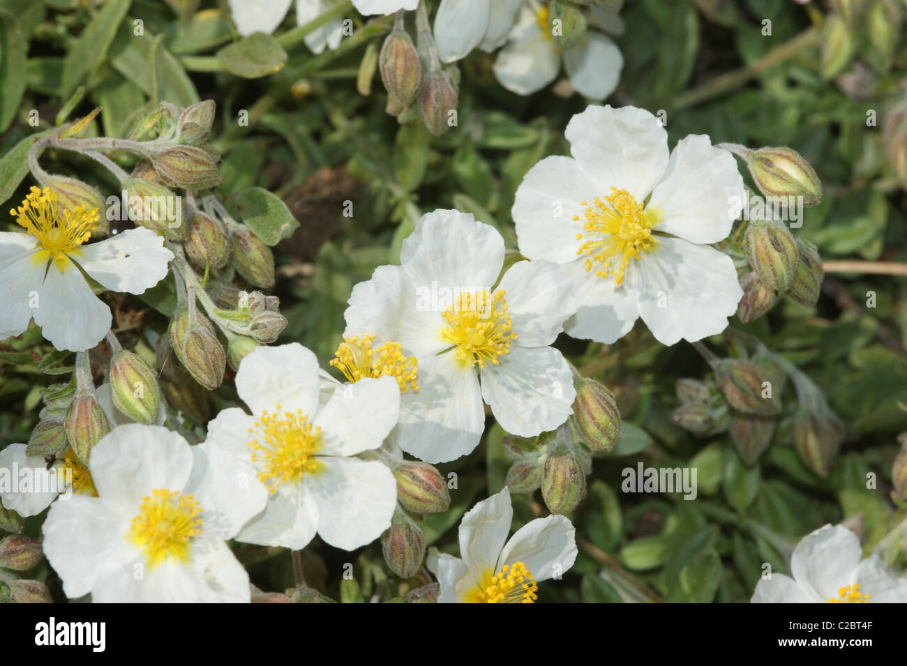Helianthemum Apenninum White Rock Rose Stockfoto