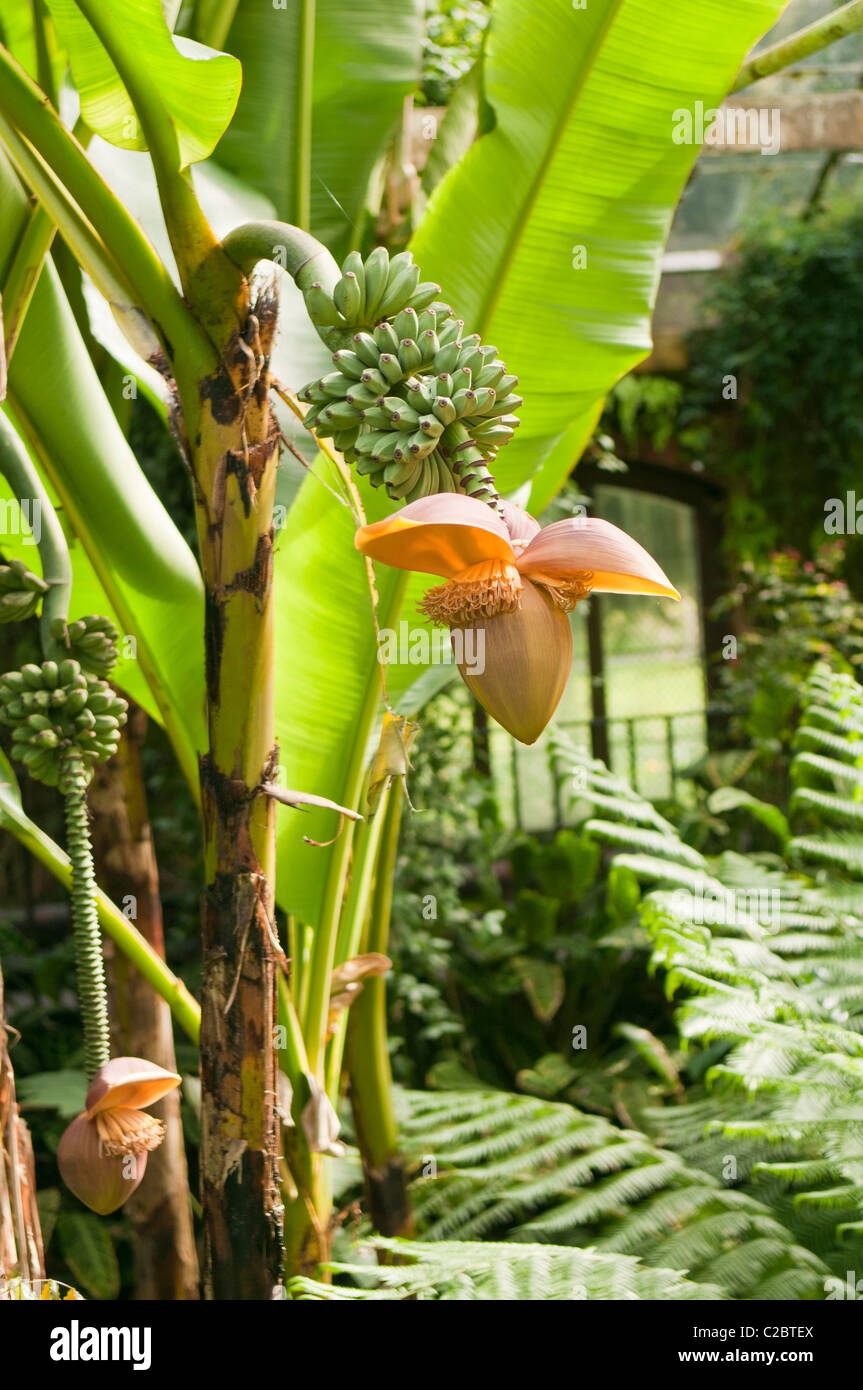 Indoor-Regenwald mit einer Bananenstaude mit kleinen Bananen bilden.  Tropische Schlucht, botanischen Gärten, Belfast Stockfoto