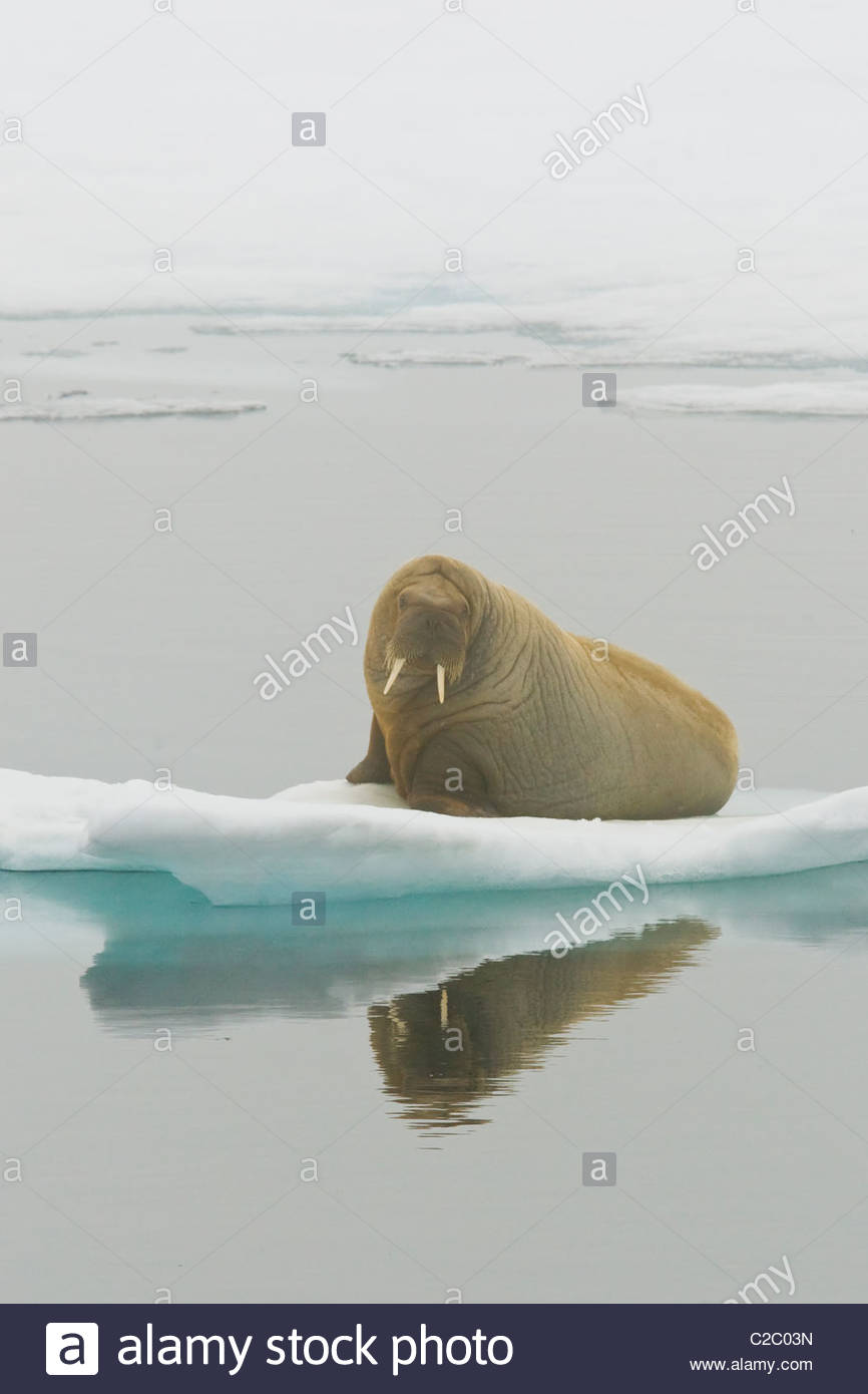 Ein Walross ruht auf arktischen Packeis. Stockfoto