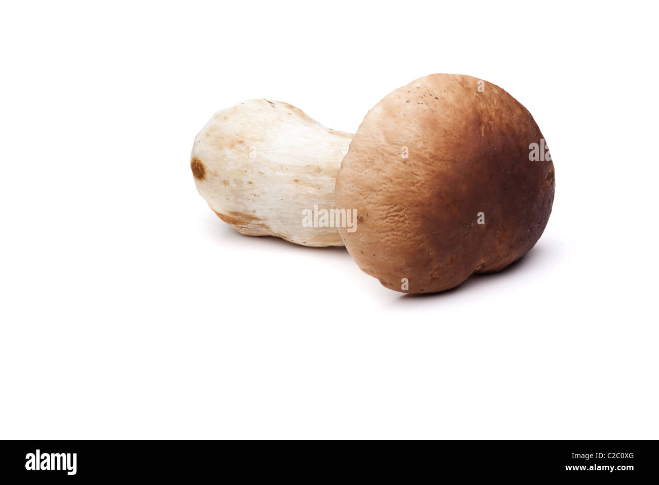 Steinpilze Pilze auf weißem Hintergrund, minimalen natürlichen Schatten Stockfoto