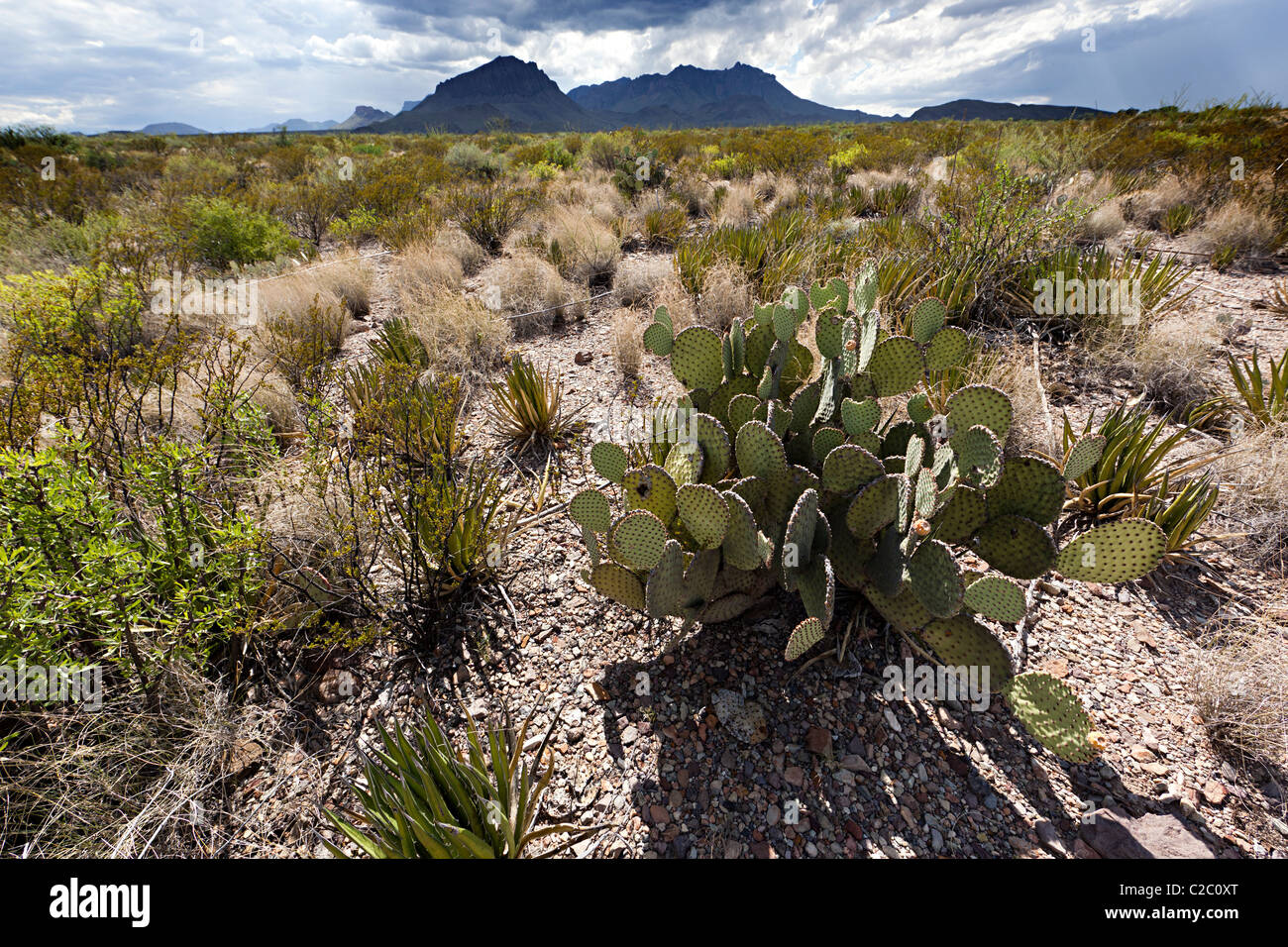 Feigenkaktus Opuntia Kaktus in der Wüste Big Bend Nationalpark Texas USA Stockfoto