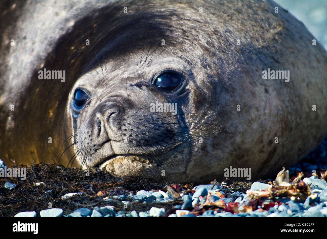 Ein Lächeln auf den Lippen südlichen See-Elefanten ruht auf einem Kiesstrand in der Sonne. Stockfoto