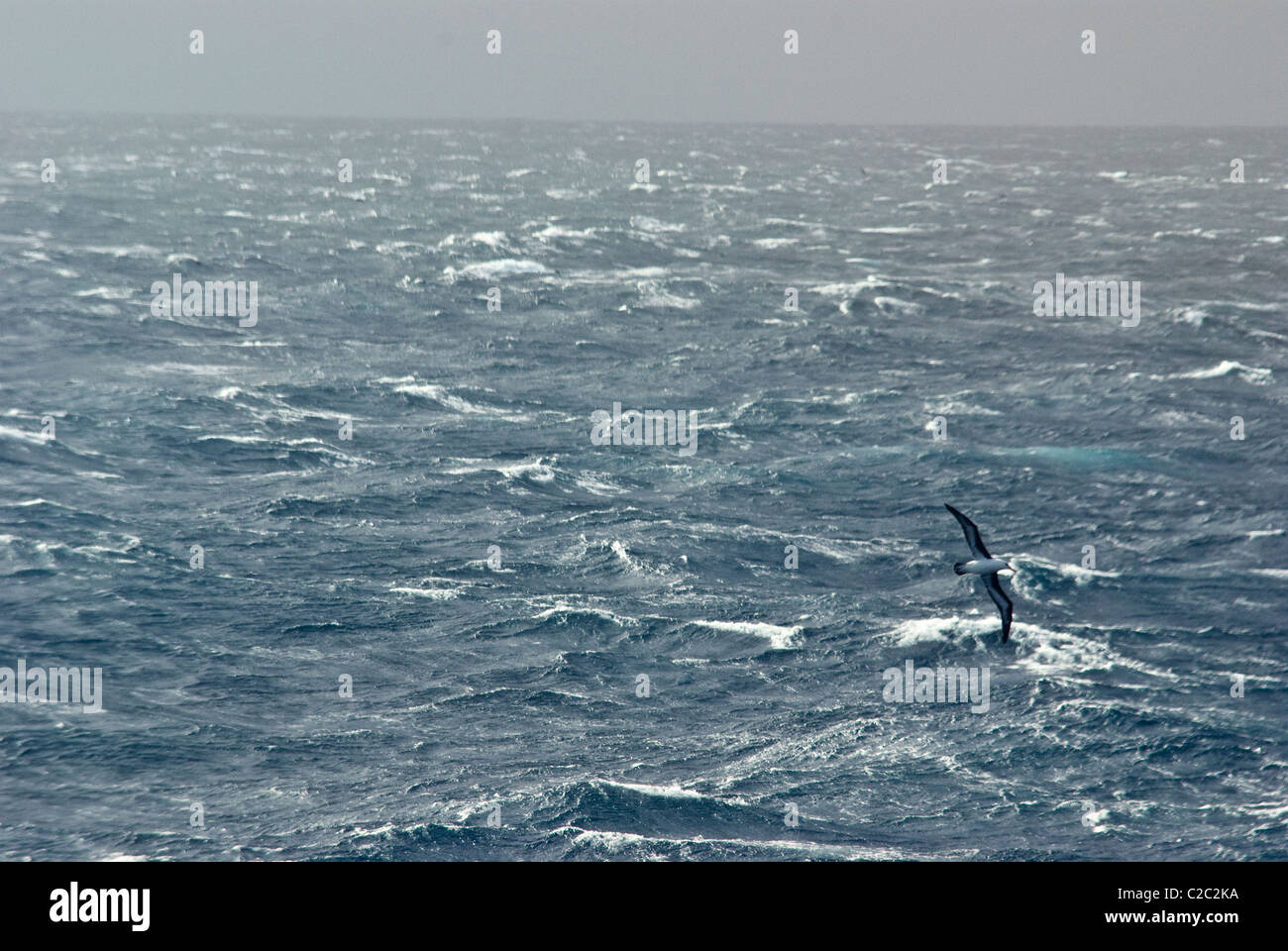 Ein Albatros erhebt sich über einem windigen grau stürmischen strukturlose Ozean. Stockfoto