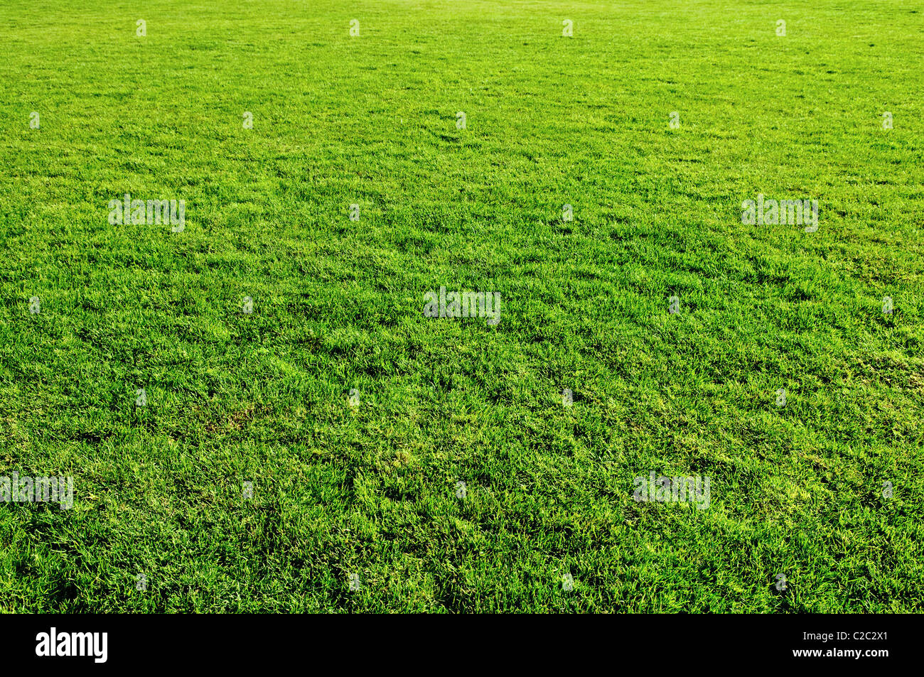 grünen Rasen Frühlingswiese für design Stockfoto