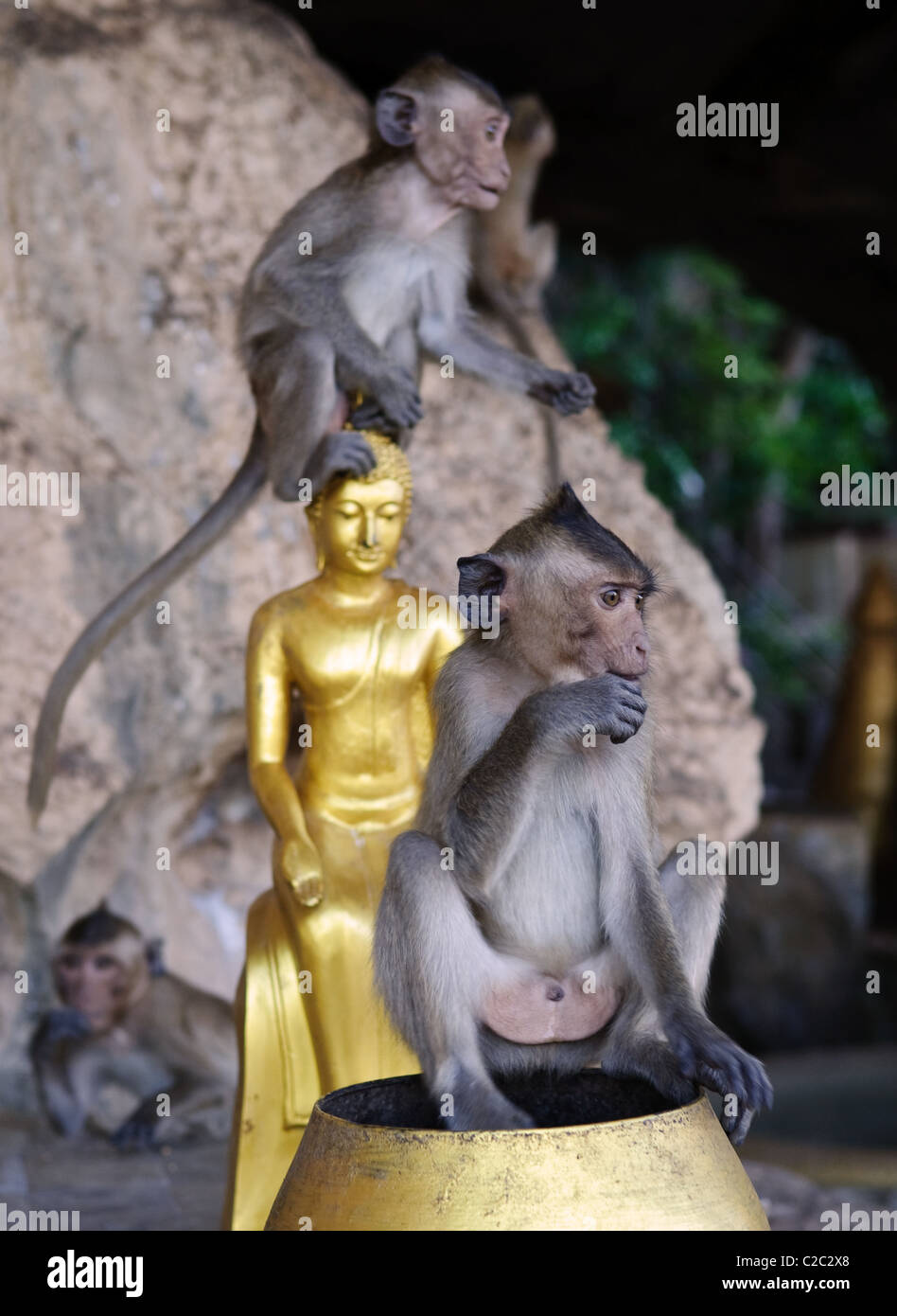 Affe im Thai Buddha-Tempel. Erste Affe im Fokus Stockfoto