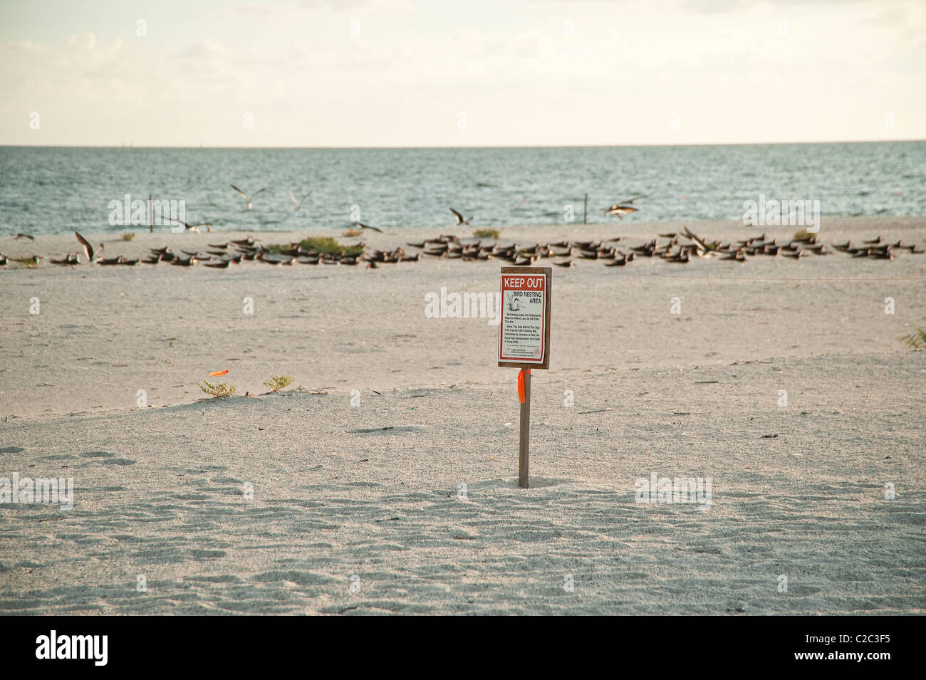 Florida Park Service benannten Vogel Verschachtelung Bereich auf Gasparilla Island FL Stockfoto