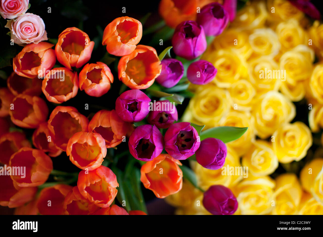 Tulpen und Rosen Stockfoto