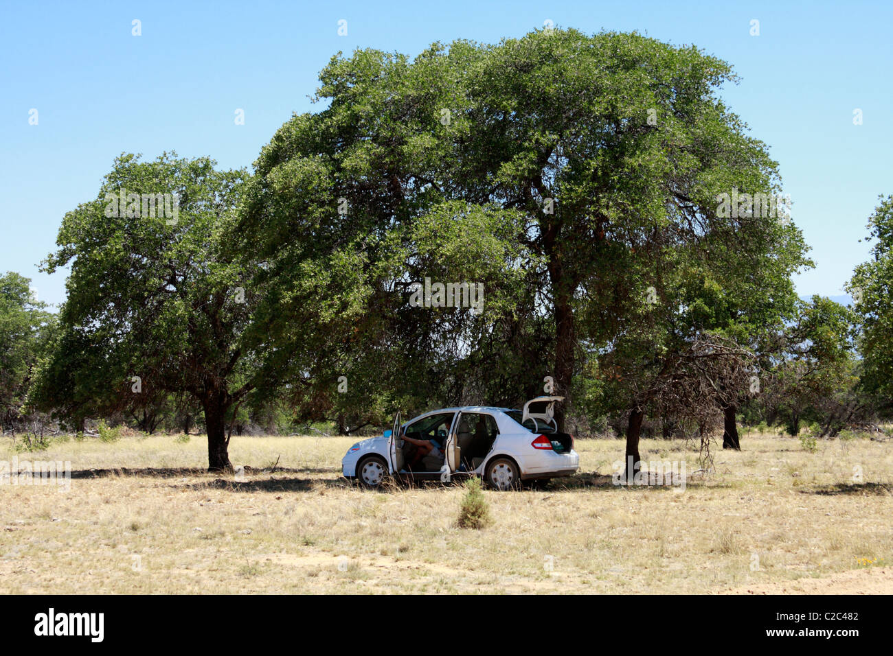 Mann in einem Auto unter einem Baum geparkt Stockfoto