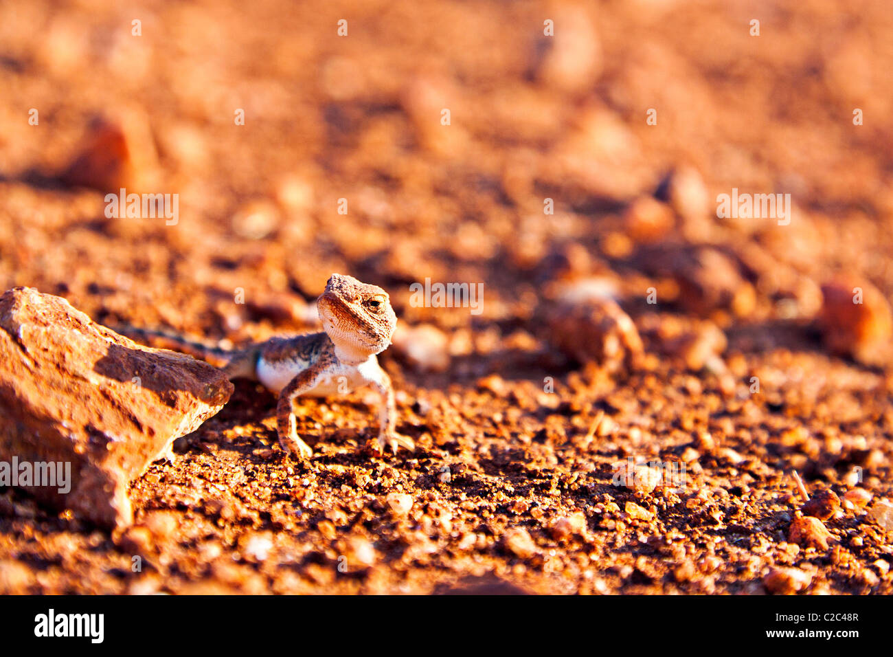 Australische Wüste Eidechse Stockfoto