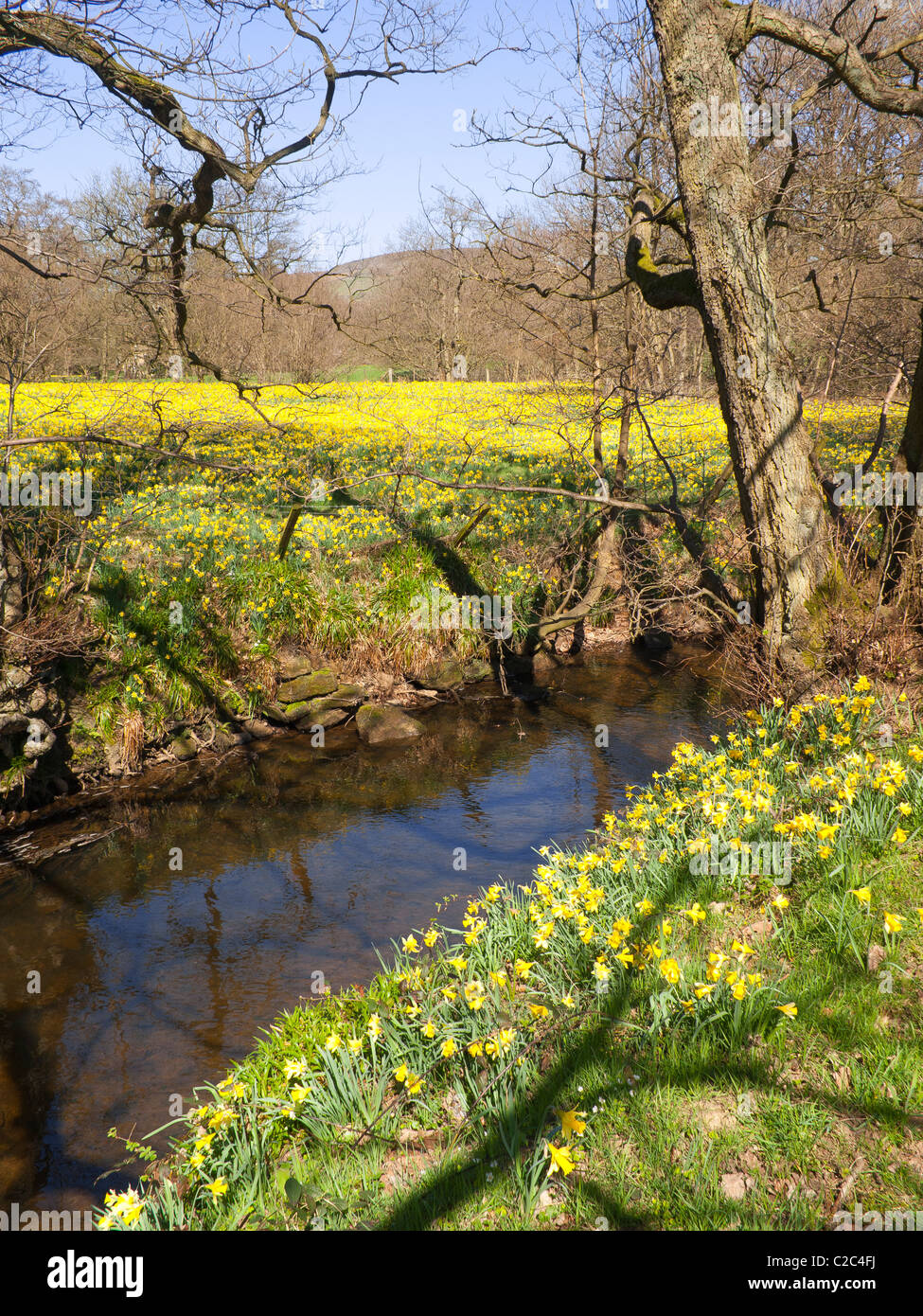 Farndale Spaziergang entlang des Ufers des Flusses Taube in der North Yorkshire Moors Nationalpark berühmt für Narzissen im Frühjahr Stockfoto