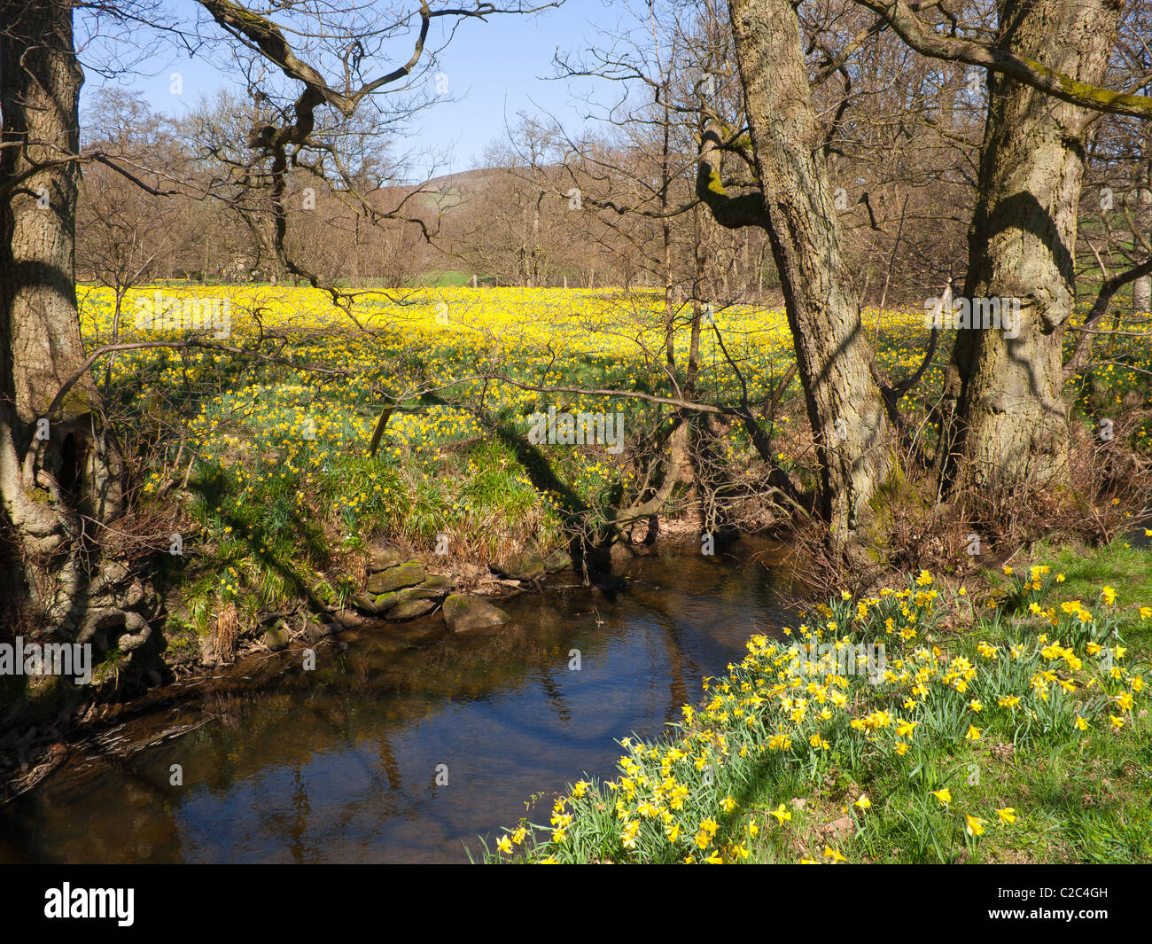 Farndale Spaziergang entlang des Ufers des Flusses Taube in der North Yorkshire Moors Nationalpark berühmt für Narzissen im Frühjahr Stockfoto
