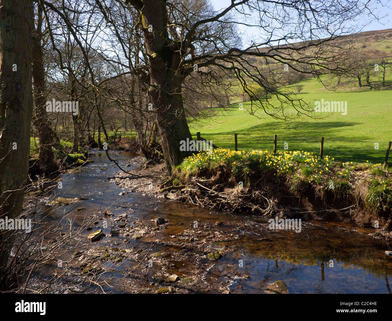 Farndale Spaziergang entlang des Ufers des Flusses Taube in der North Yorkshire Moors Nationalpark berühmt für Narzissen im Frühjahr Stockfoto