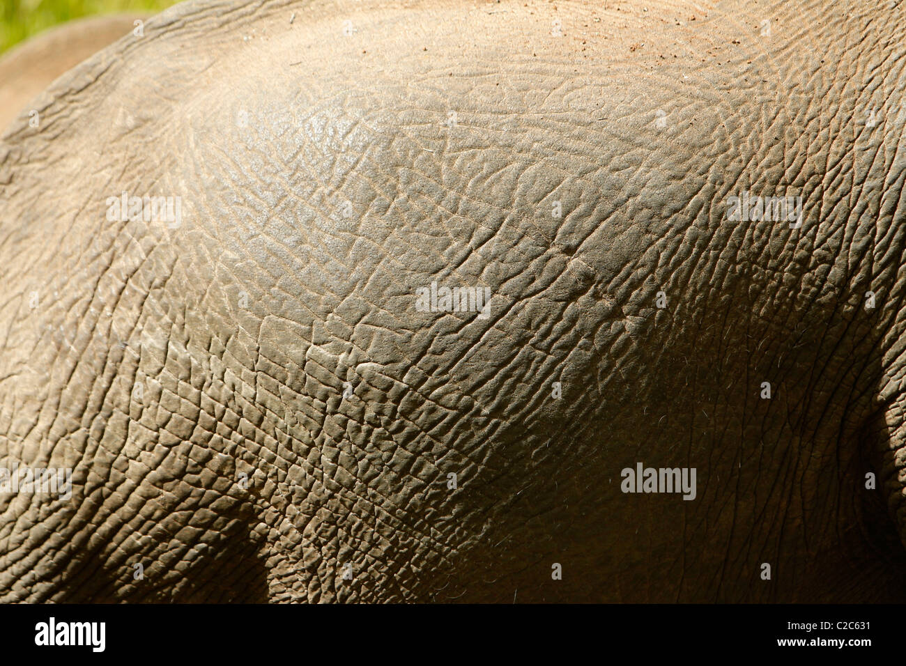 Die Haut eines afrikanischen Elefanten Stockfoto