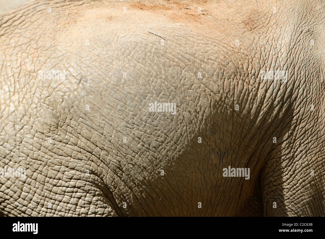 Die Haut eines afrikanischen Elefanten Stockfoto