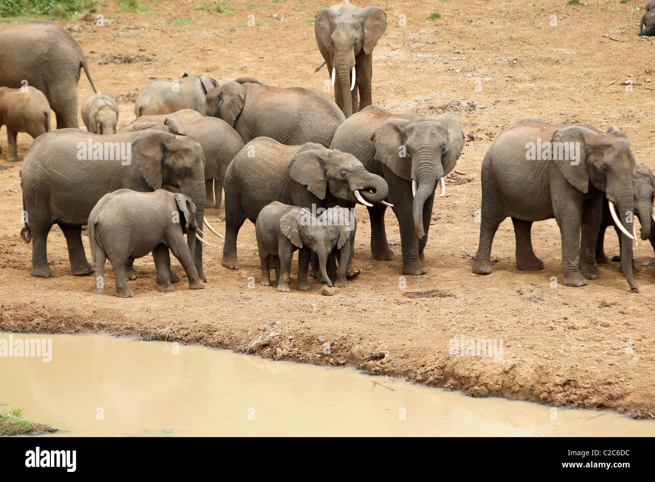 Eine Herde von afrikanischen Elefanten an einem Wasserloch in Kenia Stockfoto