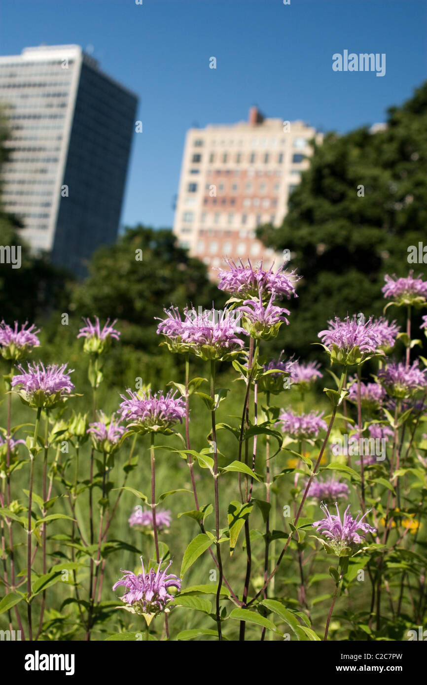 Wilde Bergamotte blühen in einem städtischen Umfeld Lincoln Park Stockfoto