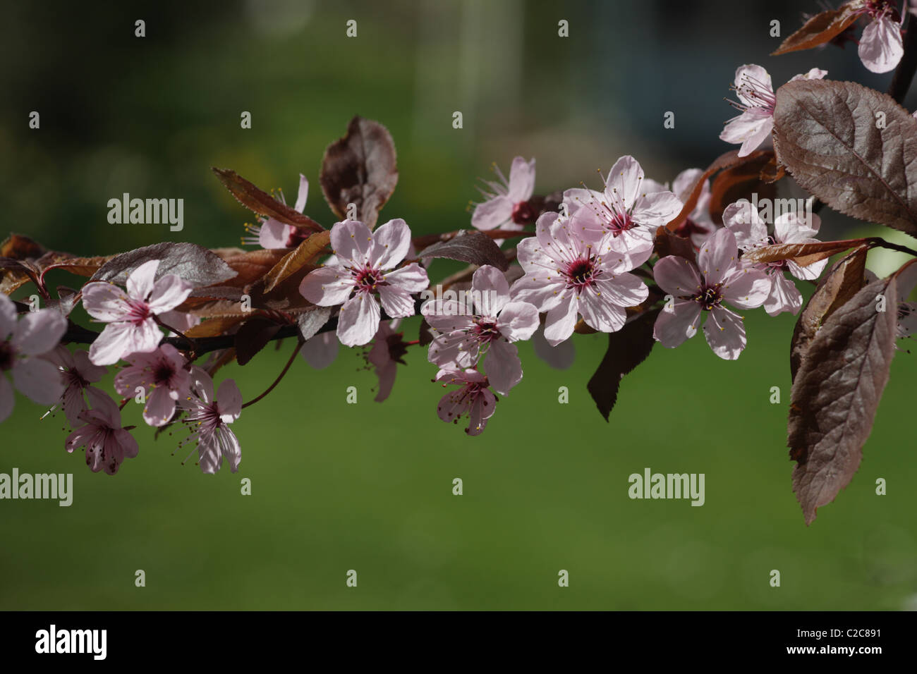 Ornamentale Kirschblüte in einen wilden Garten angebaut Stockfoto