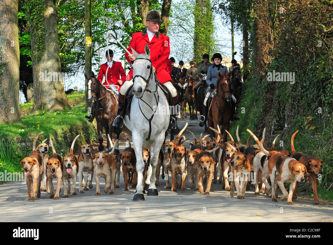 Lamerton Foxhound Pack, Devon, mit DAVID LEWIS HUNTSMAN Stockfoto
