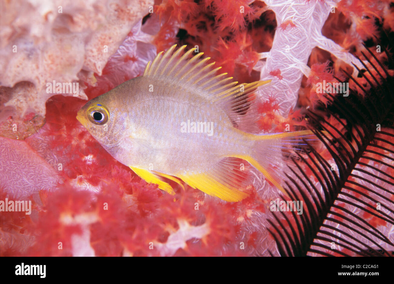 Golden Sergeant, Amblyglyphidodon aureus, von Carnation Coral, Dendronephthya sp, Sebayor Kecil, West Flores, in der Nähe von Komodo Island, East Nusa Tenggara Stockfoto
