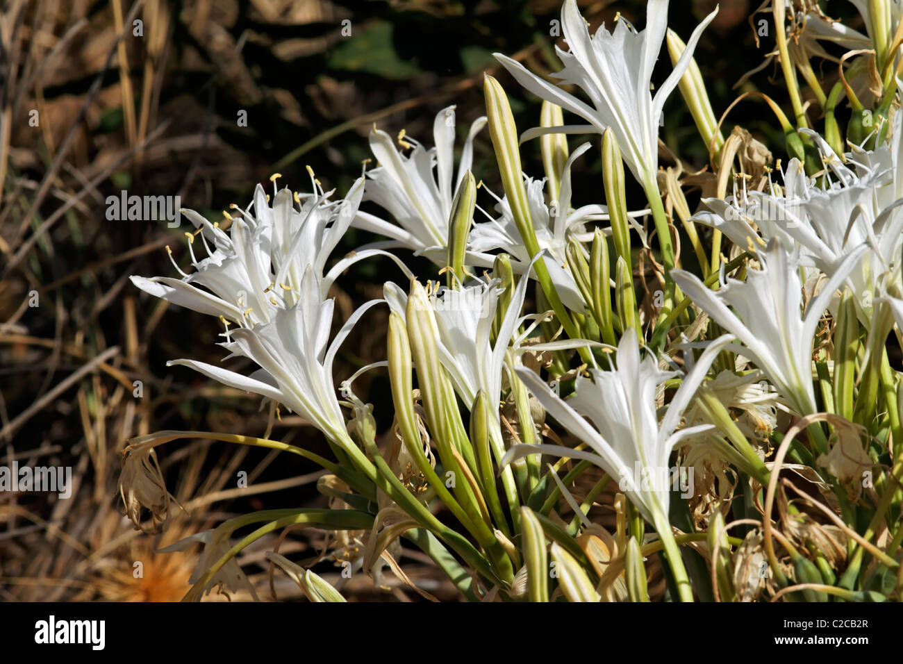 Seelilie oder Meer Lilie (Pancratium Maritimum) Blume, Dongara, Western Australia Stockfoto