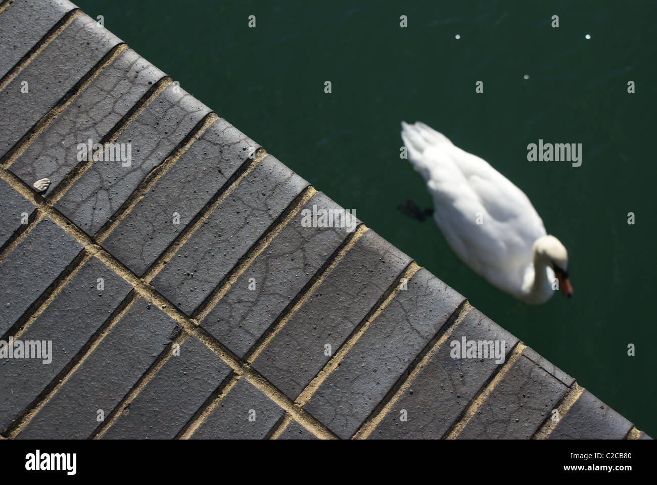 Schwan im Wasser Stockfoto