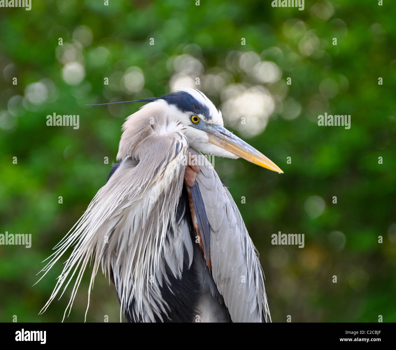 Wunderschöne Great Blue Heron mit Flügel gewickelt - Ardea herodias Stockfoto