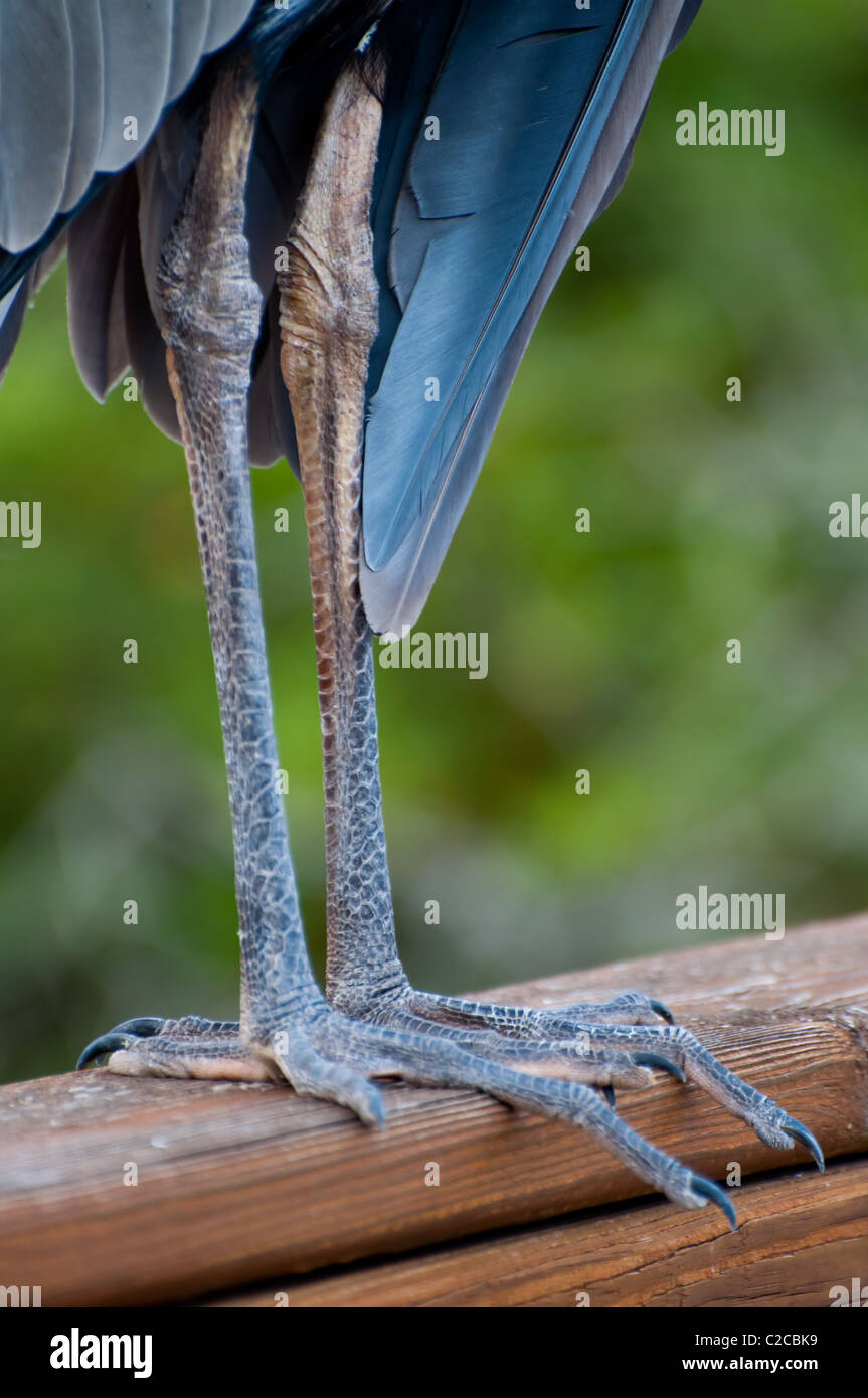Wunderschöne Great Blue Heron Beine - Ardea Herodias Stockfoto