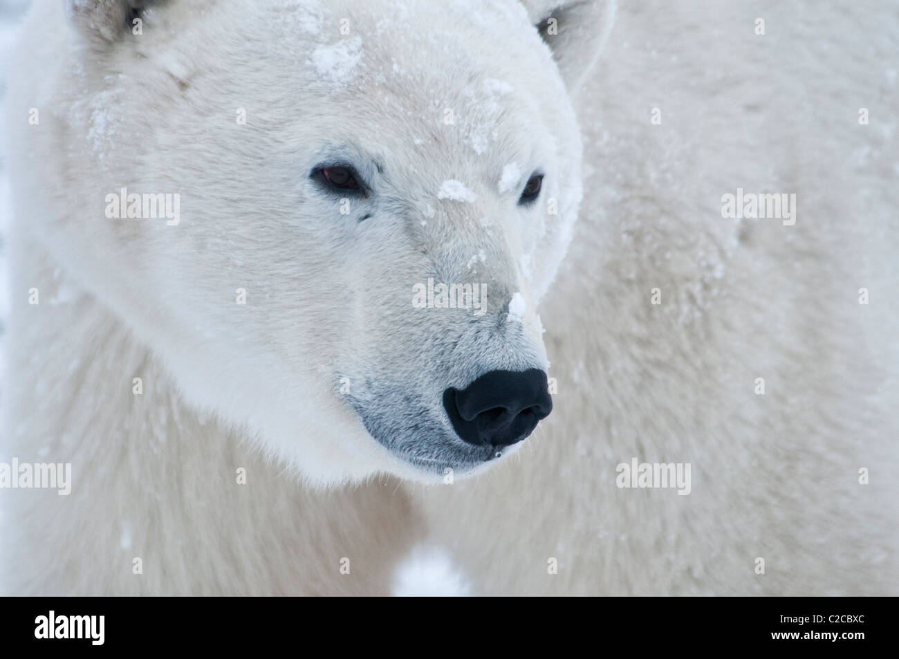 Eisbär Ursus Maritimus, Wapusk-Nationalpark, in der Nähe von Hudson Bay, Cape Churchill, Manitoba, Kanada Stockfoto