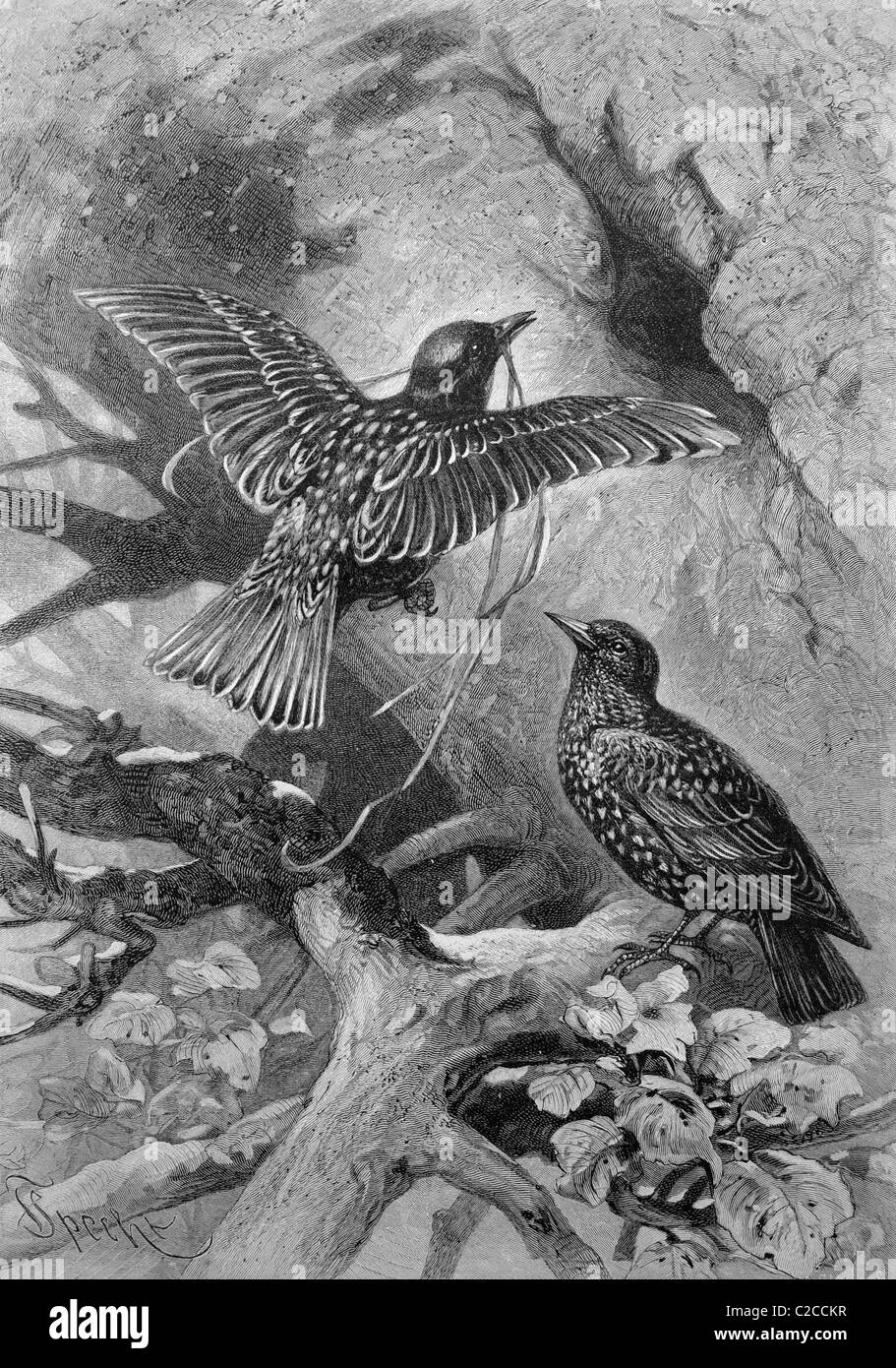 Verschachteln von Stare (Sturnus Vulgaris), historische Abbildung, ca. 1893 Stockfoto