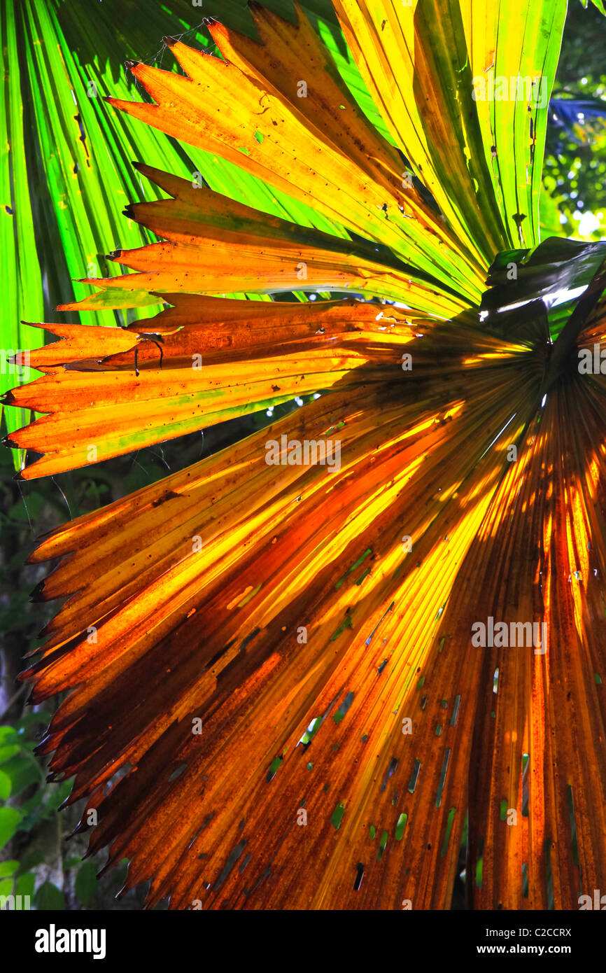 tropischen Fan Palmwedel. Stockfoto