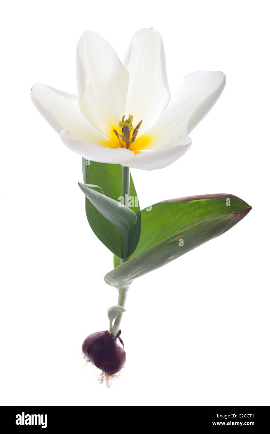 exotische Kaiser Tulpe isoliert auf weißem Hintergrund Stockfoto