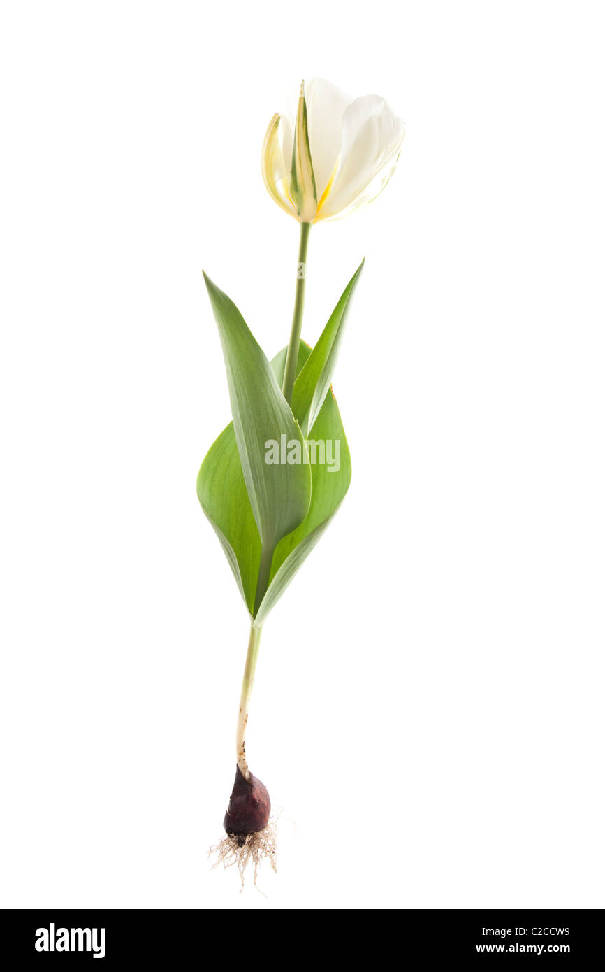 exotische Kaiser Tulpe auf weißem Hintergrund Stockfoto