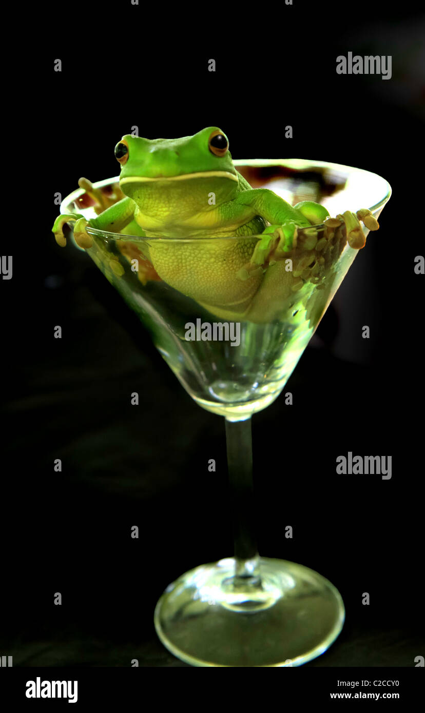 Ein grüner Laubfrosch in ein Martini-Glas Stockfoto